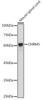 Western Blot: Muscarinic Acetylcholine Receptor M5/CHRM5 Antibody [NBP2-94150] - Western blot analysis of extracts of Mouse spinal cord, using Muscarinic Acetylcholine Receptor M5/CHRM5 antibody (NBP2-94150) at 1:1000 dilution. Secondary antibody: HRP Goat Anti-Rabbit IgG (H+L) at 1:10000 dilution. Lysates/proteins: 25ug per lane. Blocking buffer: 3% nonfat dry milk in TBST. Detection: ECL Basic Kit. Exposure time: 1s.